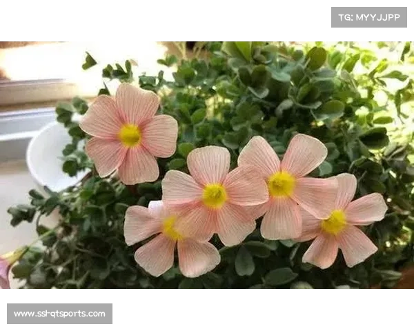 三分大赛规则设置超远距离花球，增加比赛观赏性